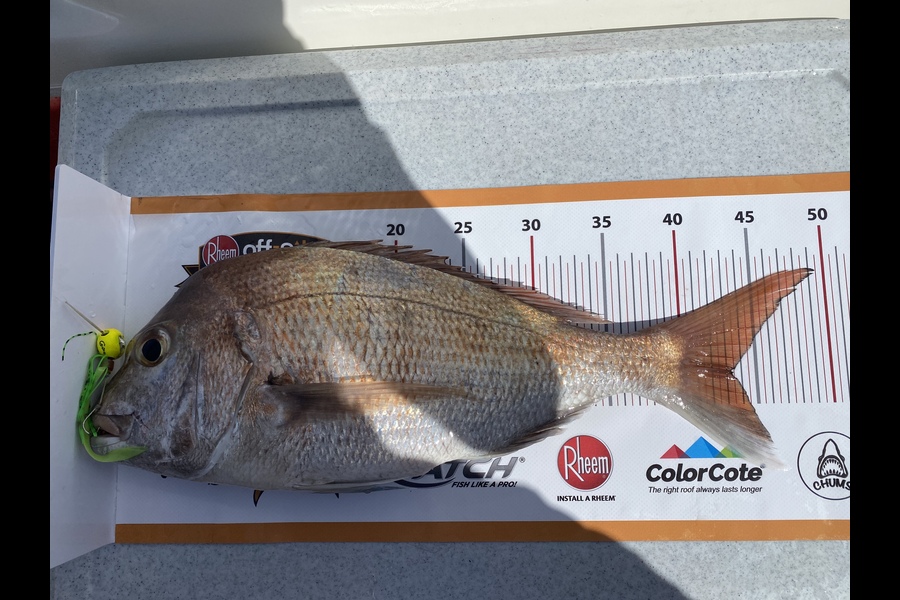 Melissa Martin caught this 43.0cm Snapper at Thames during The Export NZ Fishing Competition