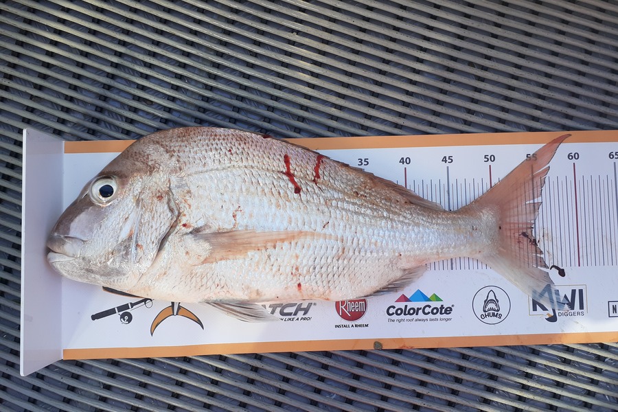 Mathew Goodall caught this 54.5cm Snapper at Firth of Thames during The Export NZ Fishing Competition