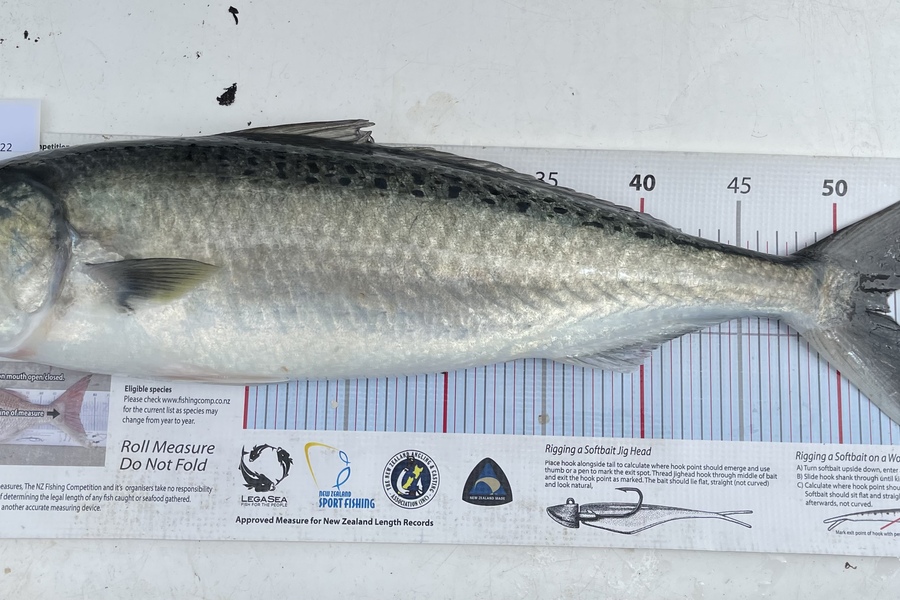 Shayne Nam caught this 52.5cm Kahawai at Hauraki Gulf during The Export NZ Fishing Competition