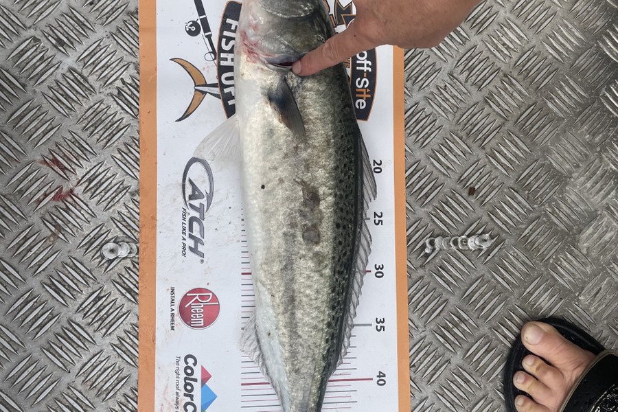 Tracy Holland caught this 50.0cm Kahawai at Patons Rock Golden Bay, NZ during The Export NZ Fishing Competition
