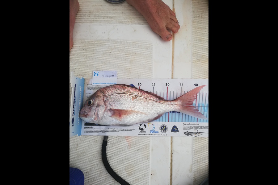 Oscar Kurtovich caught this 38.5cm Snapper at Thumb point during The Export NZ Fishing Competition