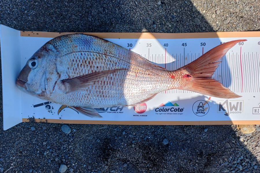 Tom Swindells caught this 52.5cm Snapper at Omaio during The Export NZ Fishing Competition