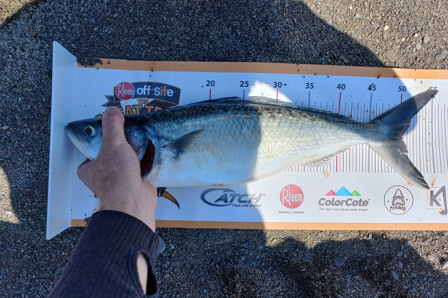 Tom Swindells caught this 49.5cm Kahawai at Omaio during The Export NZ Fishing Competition