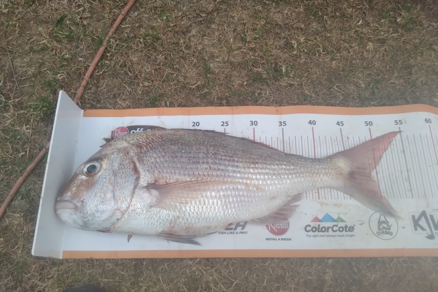 Wayne Hickman caught this 49.0cm Snapper at Granite Wharf  during The Export NZ Fishing Competition