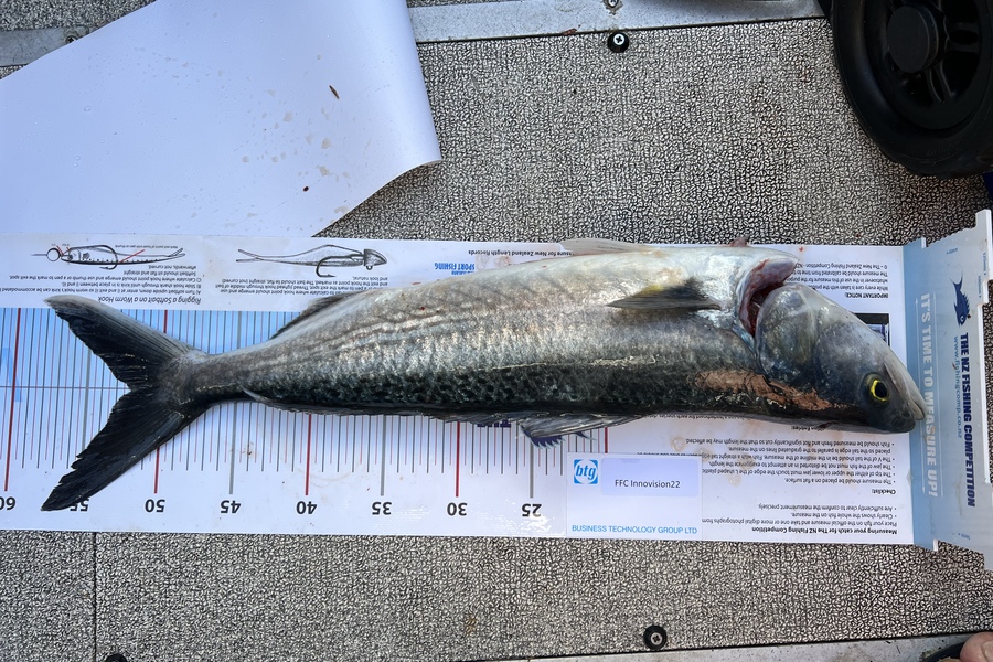Paul  Gray caught this 52.0cm Kahawai at Haystack during The Export NZ Fishing Competition