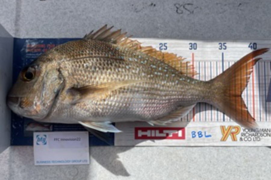 Brendan Lochead caught this 38.0cm Snapper at Anchorite  during The Export NZ Fishing Competition
