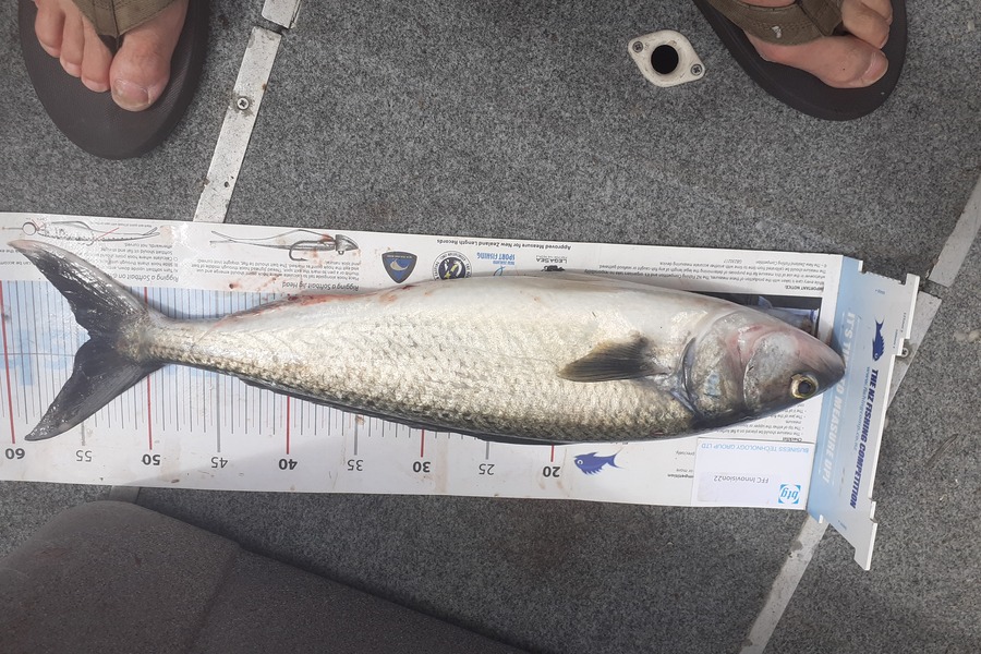 Lakis Panteli caught this 54.0cm Kahawai at Admin bay during The Export NZ Fishing Competition