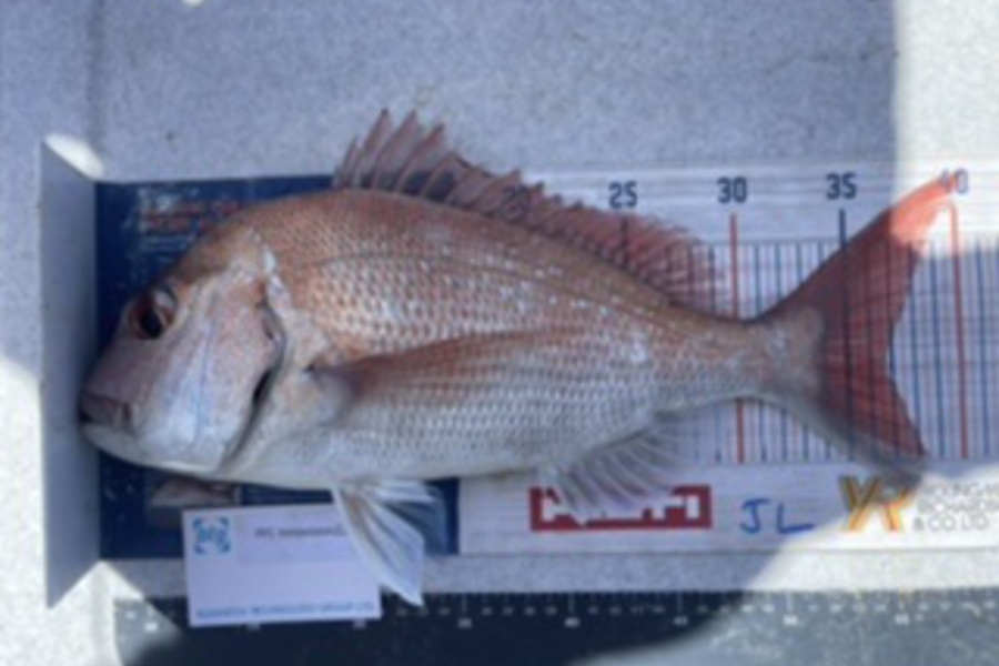 Brendan Lochead caught this 36.5cm Snapper at Anchorite during The Export NZ Fishing Competition