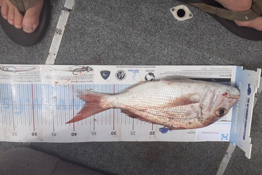 Lakis Panteli caught this 37cm Snapper at Admin bay during The Export NZ Fishing Competition
