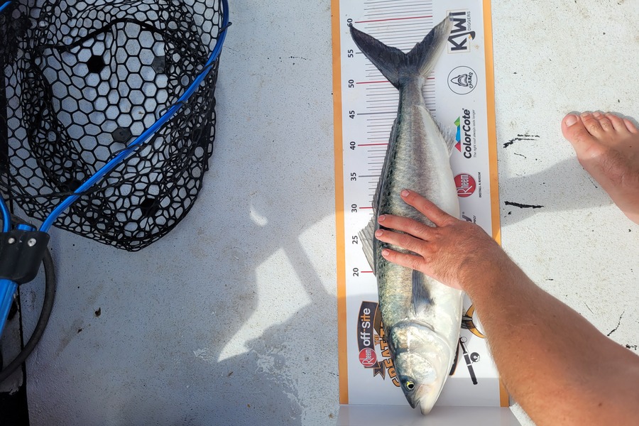 Jarod Wright caught this 54.5cm Kahawai at Whangarei harbour during The Export NZ Fishing Competition