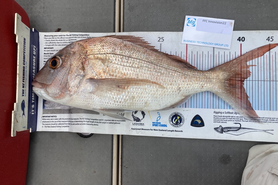 Mike Hurley caught this 40.0cm Snapper at Bay during The Export NZ Fishing Competition