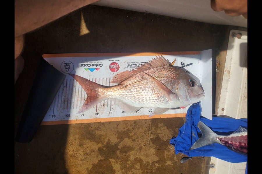 David Hayes caught this 43.0cm Snapper at Cooks beach during The Export NZ Fishing Competition