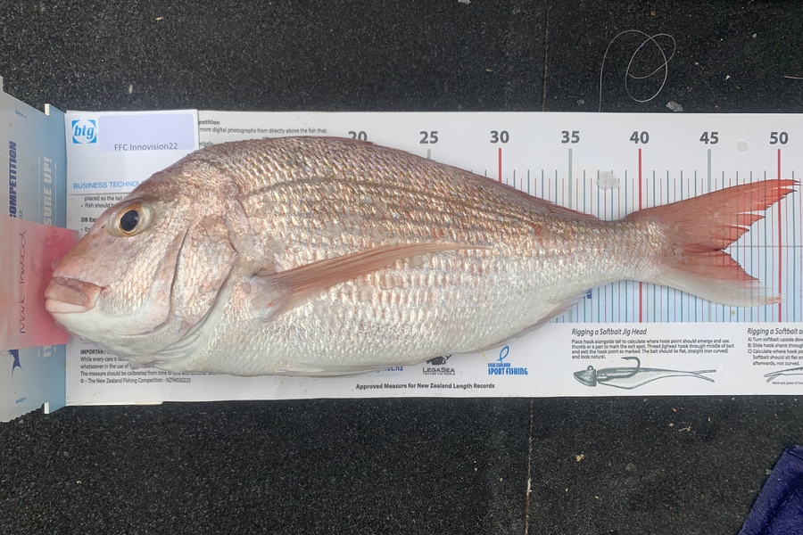 Mark Inwood caught this 45.0cm Snapper at Matiaria during The Export NZ Fishing Competition