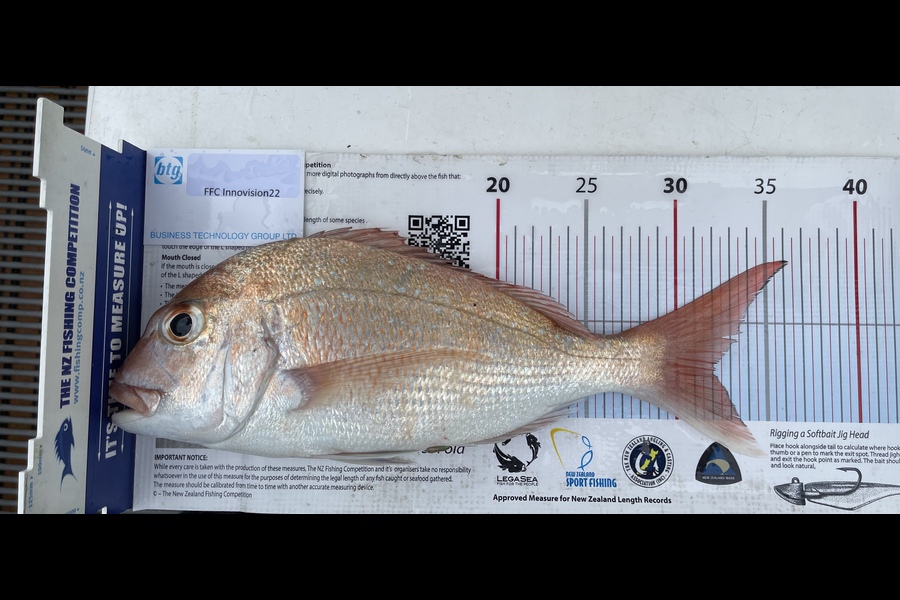 Shayne Nam caught this 32.0cm Snapper at Hauraki Gulf during The Export NZ Fishing Competition