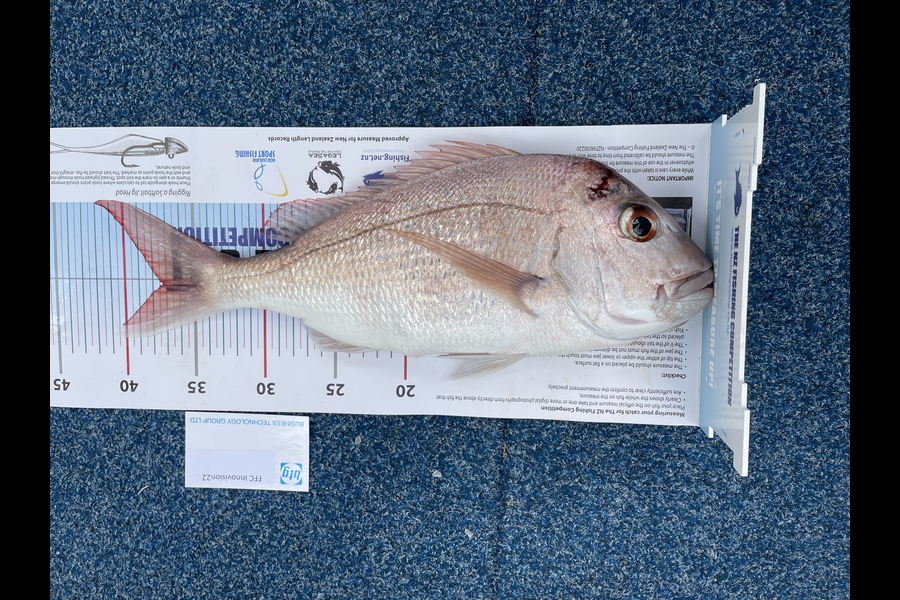 Mark Jamieson caught this 37.0cm Snapper at  Noises during The Export NZ Fishing Competition