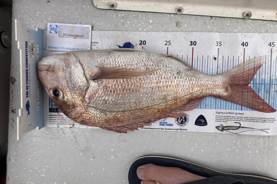 Grant Glover caught this 41.0cm Snapper at Rangitoto channel during The Export NZ Fishing Competition
