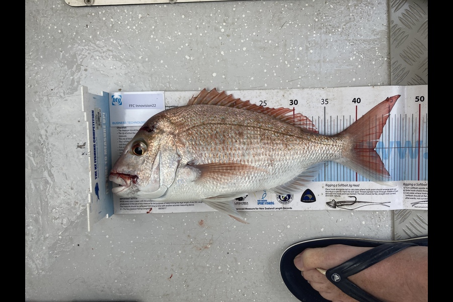 Grant Glover caught this 42.5cm Snapper at Rangitoto channnel during The Export NZ Fishing Competition