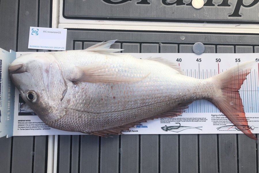 Warren Newman caught this 54.5cm Snapper at Waiheke  during The Export NZ Fishing Competition