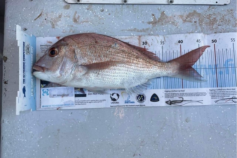 Grant Glover caught this 42.5cm Snapper at Rangitoto channel during The Export NZ Fishing Competition