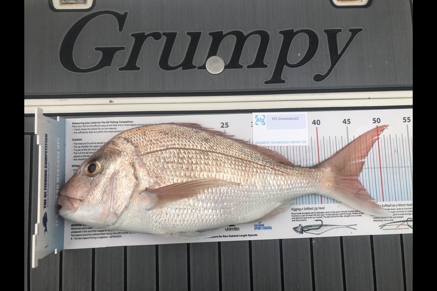 Warren Newman caught this 46.0cm Snapper at Waiheke during The Export NZ Fishing Competition