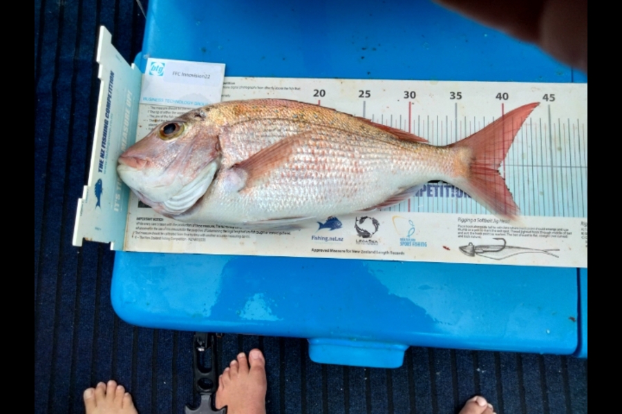 Graham Dick caught this 39.5cm Snapper at hauraki gulf during The Export NZ Fishing Competition