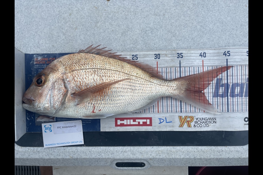 Brendan Lochead caught this 39.5cm Snapper at Noisies during The Export NZ Fishing Competition