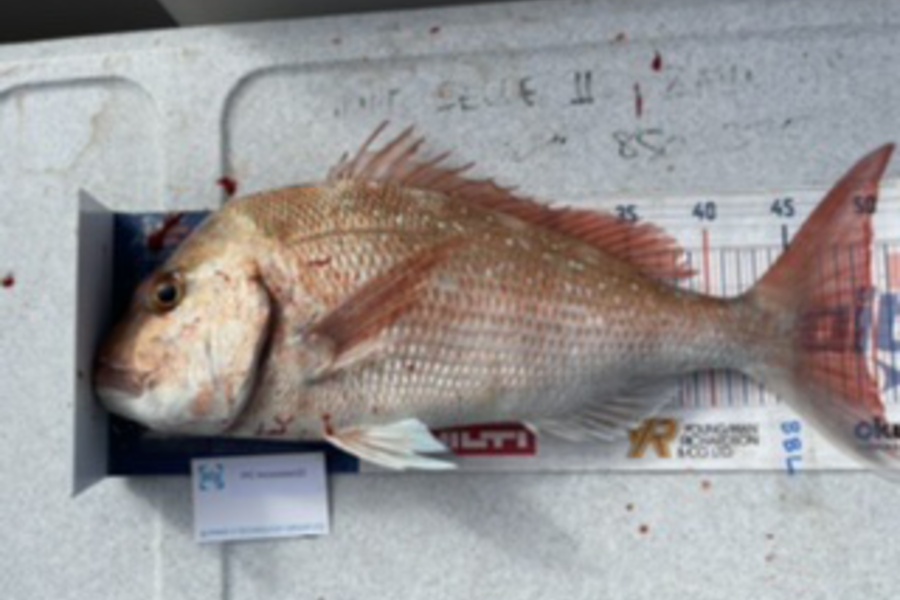 Brendan Lochead caught this 48cm Snapper at Anchorite during The Export NZ Fishing Competition
