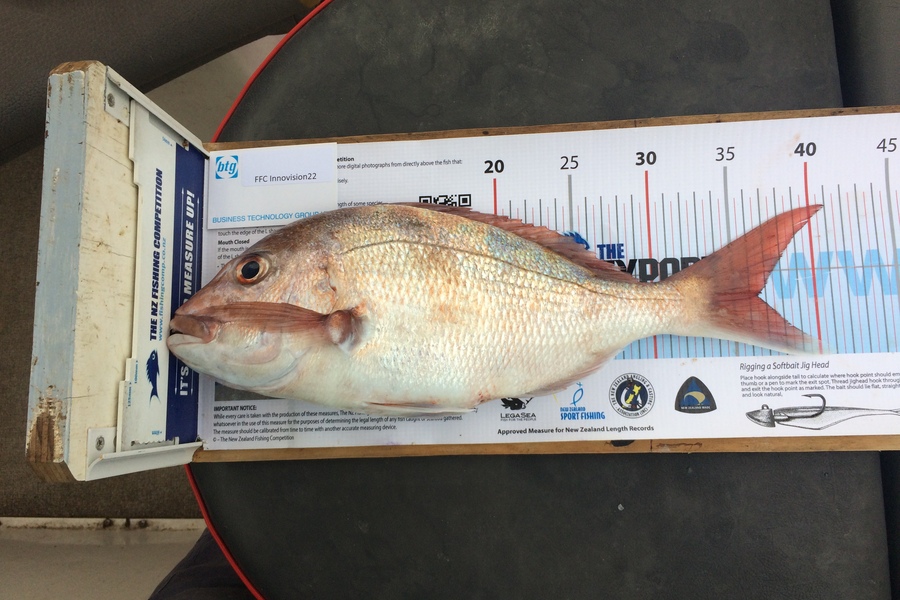 Philip Tate caught this 36.5cm Snapper at Tiri Tiri Matangi during The Export NZ Fishing Competition