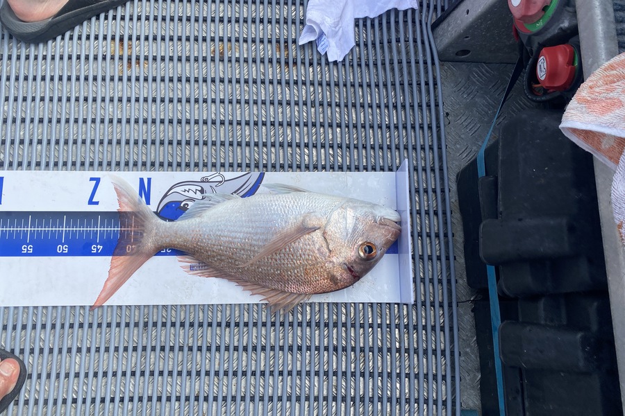 Ben Subritzky  caught this 42.0cm Snapper at Motutapu during The Export NZ Fishing Competition