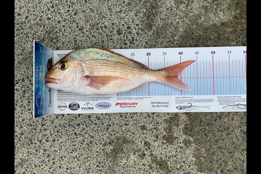 Bruce Peden caught this 39.0cm Snapper at kawau during The Export NZ Fishing Competition