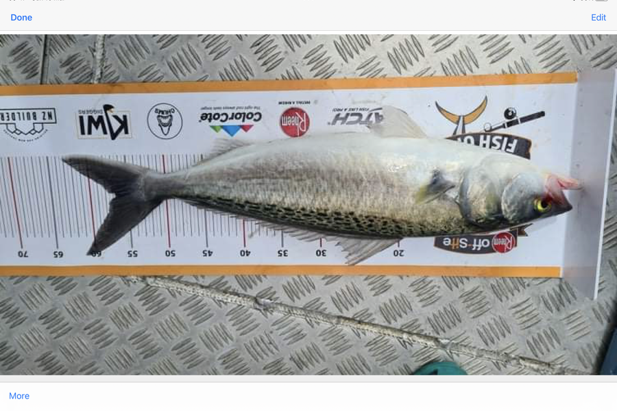 Patsy McIver caught this 56.5cm Kahawai at Kaipara during The Export NZ Fishing Competition