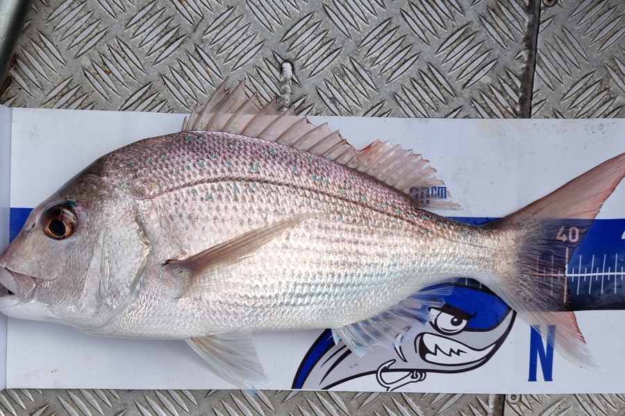 Greg Cameron caught this 40.0cm Snapper at Hauraki  during The Export NZ Fishing Competition