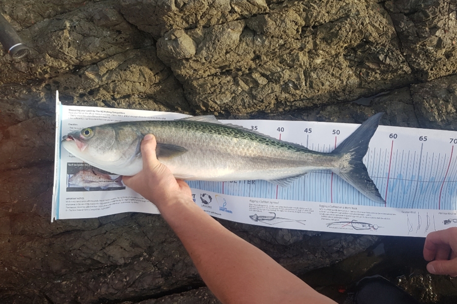 Jack Whitfield caught this 55.0cm Kahawai at Northland during The Export NZ Fishing Competition