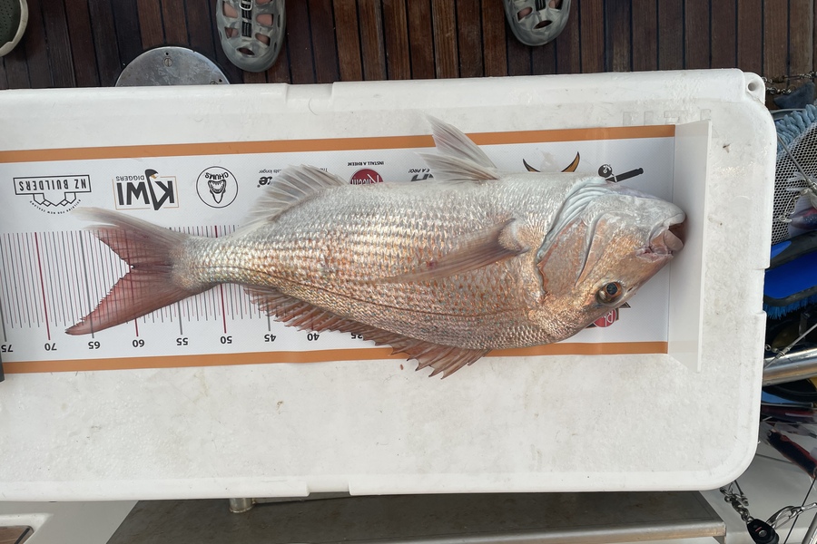 paul jackson caught this 59.5cm Snapper at Waihau bay during The Export NZ Fishing Competition