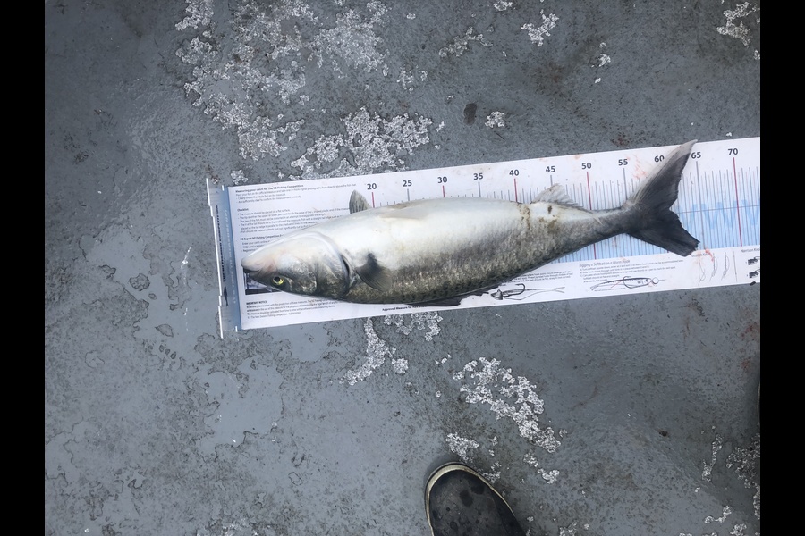 Brandon Whyte caught this 60.5cm Kahawai at Gt Barrier during The Export NZ Fishing Competition