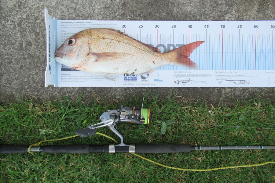 David Wilson caught this 39.0cm Snapper at Mount Maunganui during The Export NZ Fishing Competition