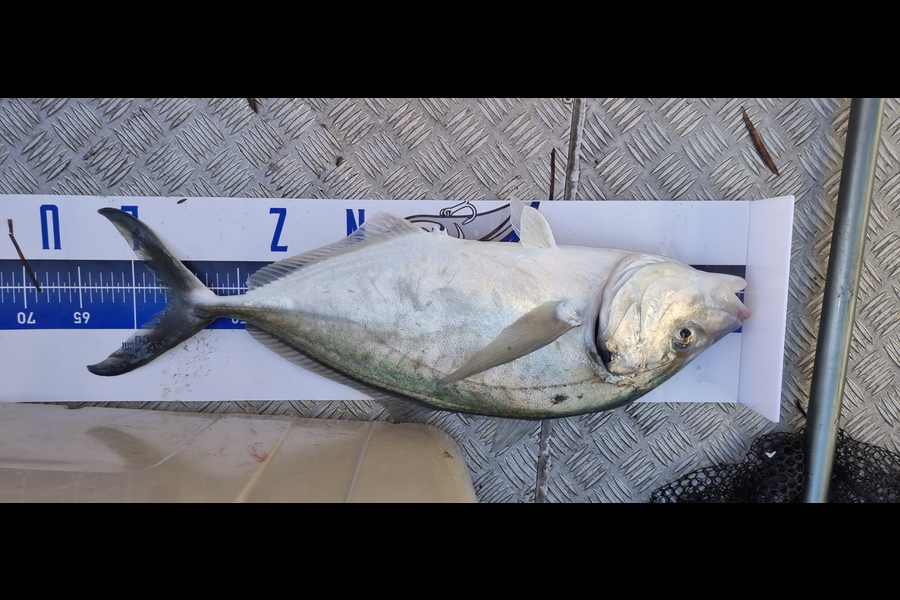 Greg Cameron caught this 56.5cm Trevally at Hauraki  during The Export NZ Fishing Competition