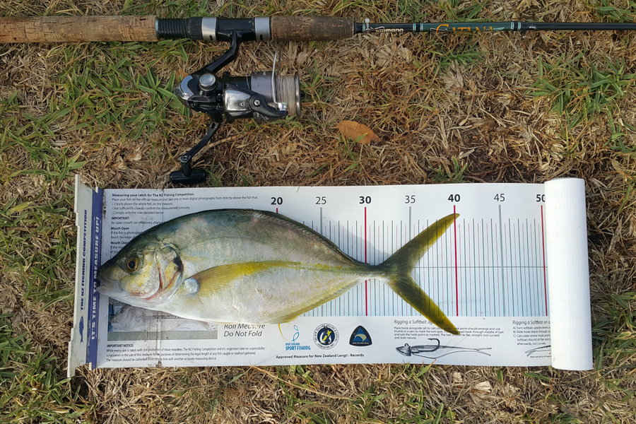Alec  Saunders caught this 34.5cm Trevally at Bland Bay during The Export NZ Fishing Competition