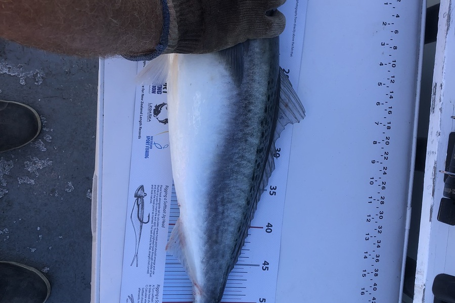 Amber Raudon caught this 57.0cm Kahawai at Great barrier during The Export NZ Fishing Competition