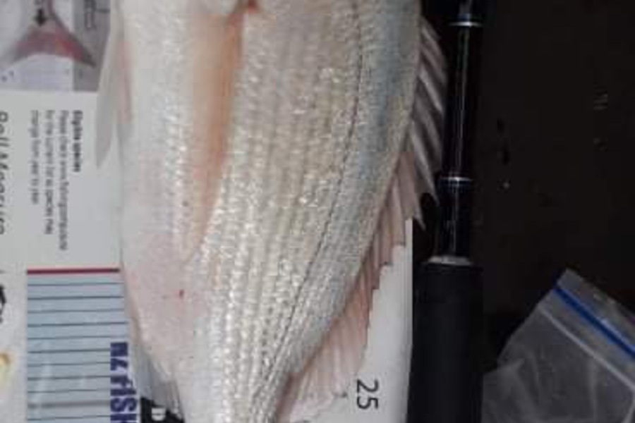 Marieke Bavelaar caught this 32.5cm Snapper at Maraetai  during The Export NZ Fishing Competition