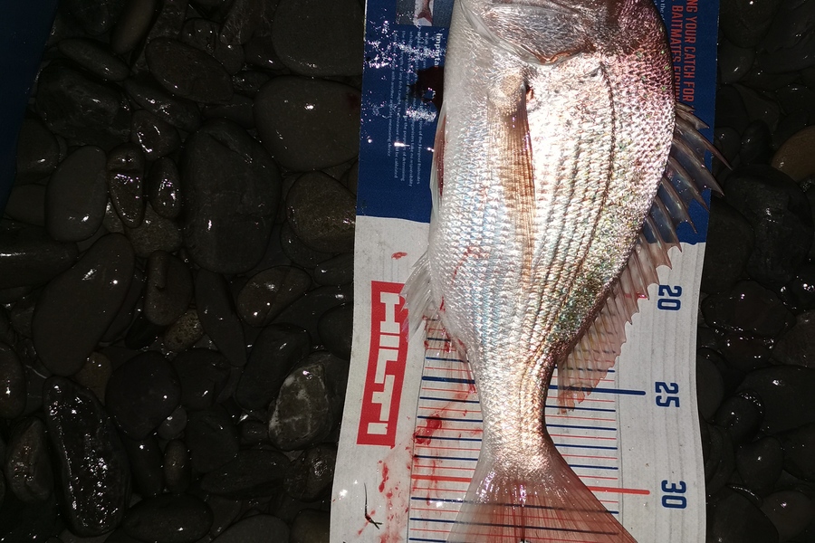 Estella  Carmichael  caught this 32.5cm Snapper at Bay of Plenty during The Export NZ Fishing Competition