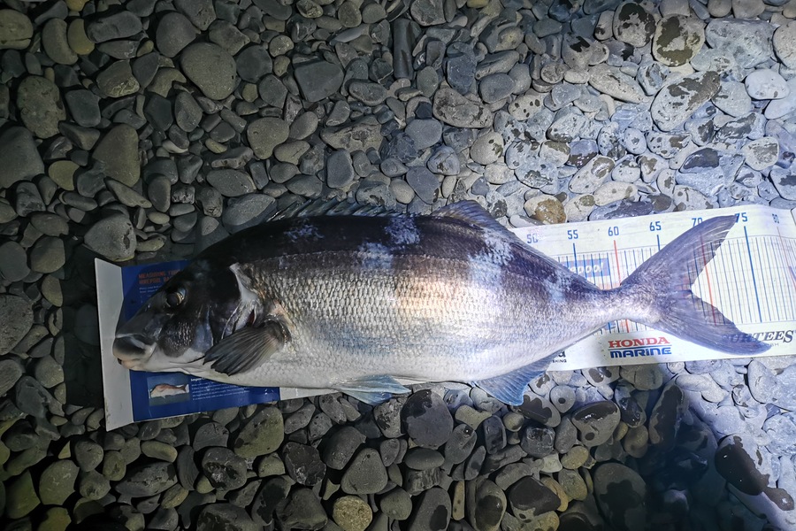 Estella  Carmichael  caught this 68.0cm Blue Moki at Bay of Plenty during The Export NZ Fishing Competition