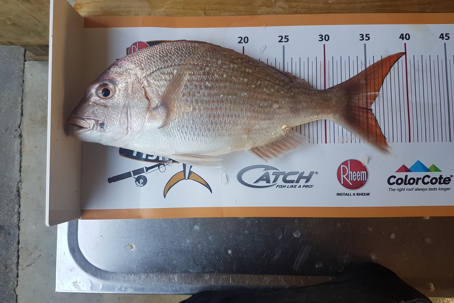 Ricky  Blanken caught this 35.0cm Snapper at Manukau harbour during The Export NZ Fishing Competition