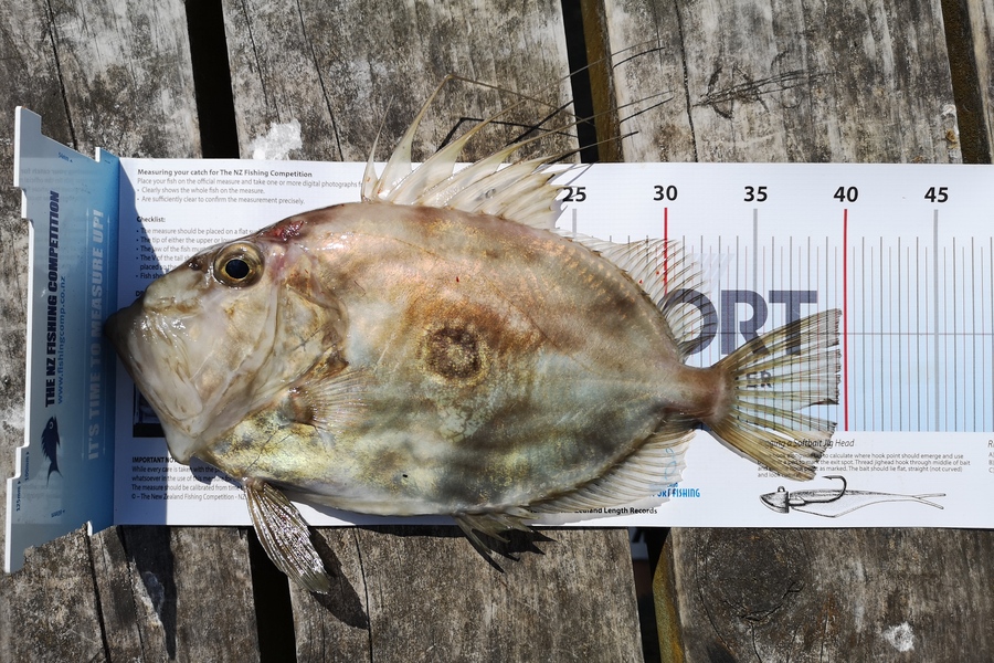 Holly Stuart caught this 37.0cm John Dory at Taranaki during The Export NZ Fishing Competition