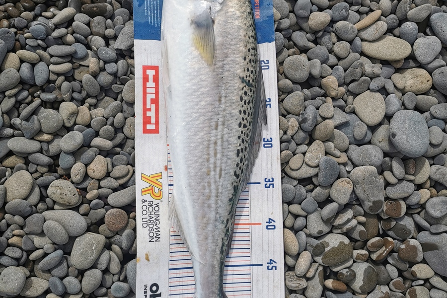 Estella  Carmichael  caught this 54.0cm Kahawai at Bay of Plenty during The Export NZ Fishing Competition