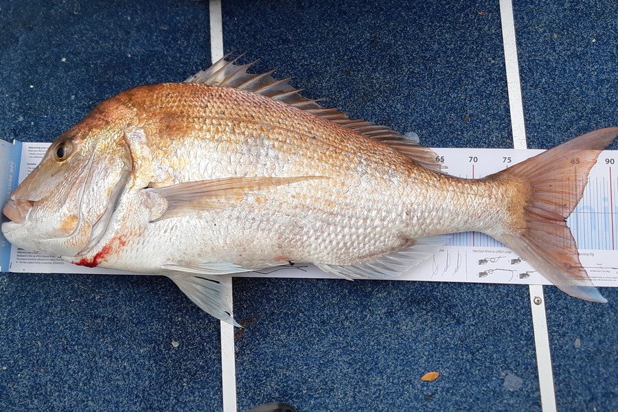 Ron Rolston caught this 83.0cm Snapper at Kenepuru Sounds during The Export NZ Fishing Competition