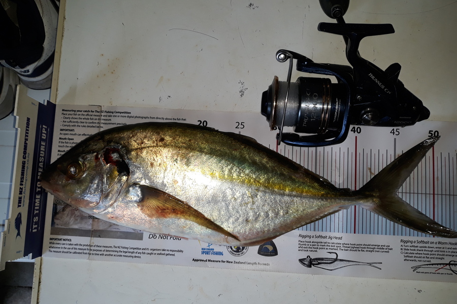 Jim Collins caught this 45.0cm Trevally at Welly harbour during The Export NZ Fishing Competition