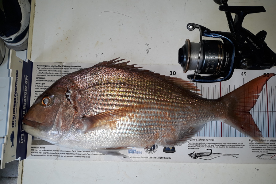 Jim Collins caught this 46.0cm Snapper at Welly harbour during The Export NZ Fishing Competition
