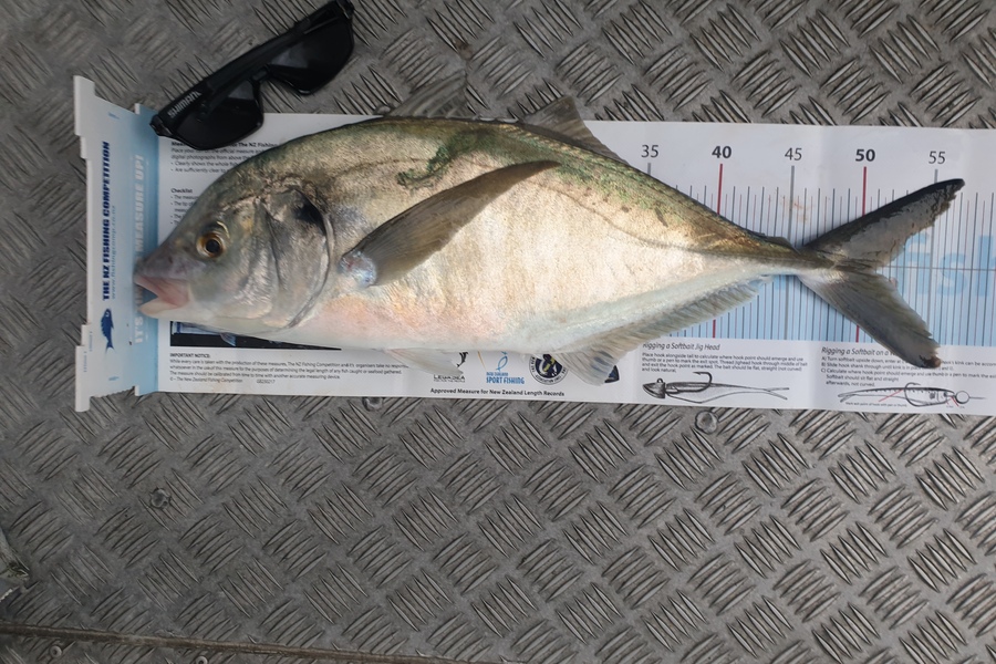 Craig Simpson caught this 50.5cm Trevally at Puk Bay  during The Export NZ Fishing Competition