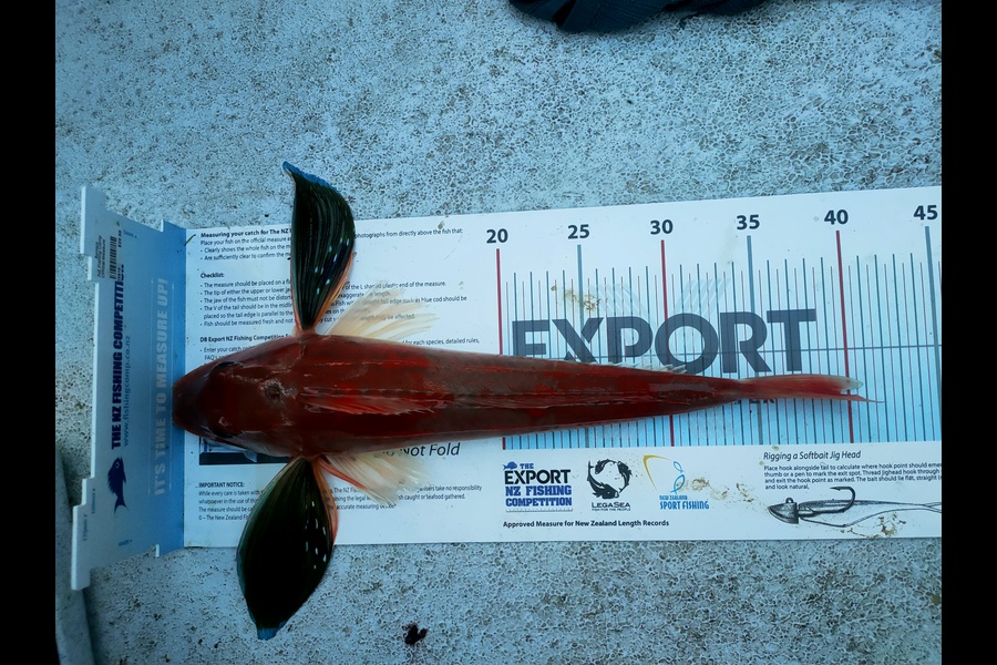 Andrew Seloti caught this 39.0cm Gurnard at Wellington harbour during The Export NZ Fishing Competition